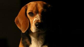 Beagle Wallpaper Full HD 1080p Desktop Background