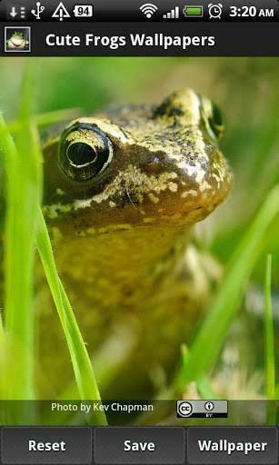 Bigger Cute Frog Wallpaper For Android Screenshot
