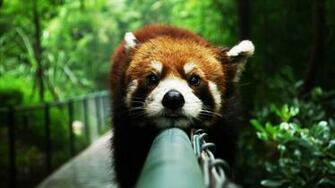 Red Panda Background