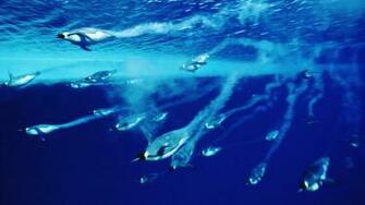 Best Night Diving Wallpaper Penguins