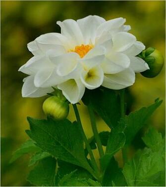 National Geographic Wallpaper Flowers Weddingdressin
