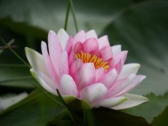 Wallpaper Water Lily