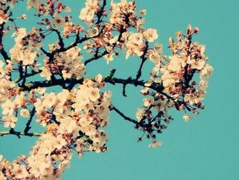 Spring Film Wallpaper