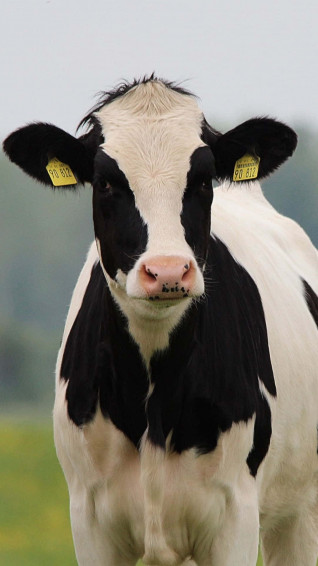 Cow iPhone Wallpaper