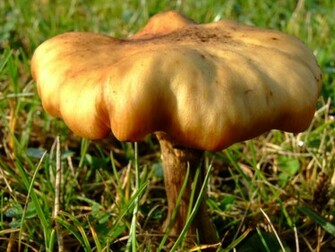 Mushroom Photos Desktop Background Wallpaper