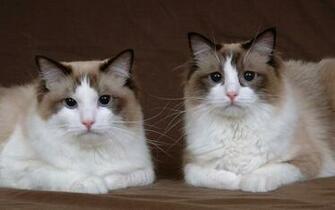 Ragdoll Cat HD Wallpaper Top Desktop Cool