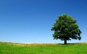 Beautiful Tree Wallpaper