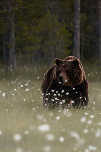 Forest Bear iPhone Wallpaper Simply Beautiful