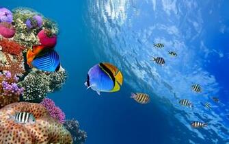 Underwater Wallpaper HD