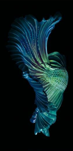 Samsung Galaxy S10 Plus Stock Wallpaper In QHD