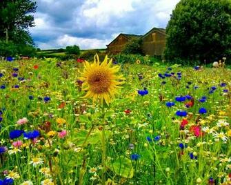 Field Of Wildflowers Wallpaper HD