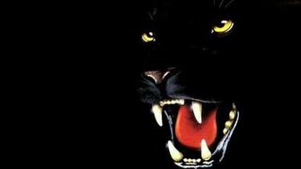 Sfondo Pantera Nera Testa X Animali Cuccioli