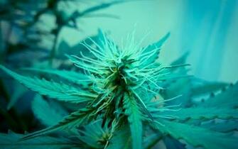 Pics Photos Weed Wallpaper For Desktop