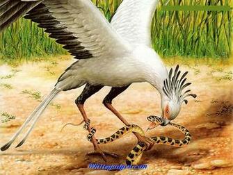 94833d1327728163 Exotic Birds Pic Jpg