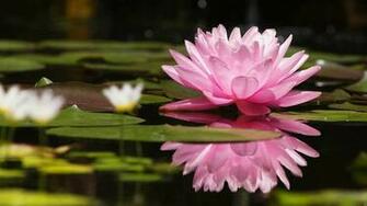 Kamal Ka Phool Wallpaper HD Background