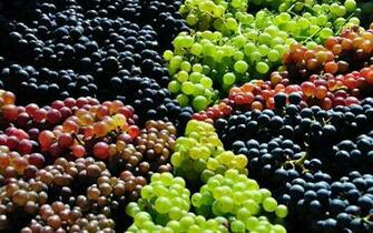 Grape Harvest Wallpaper Stock Photos