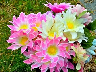 Pretty Flowers One HD Wallpaper Pictures Background