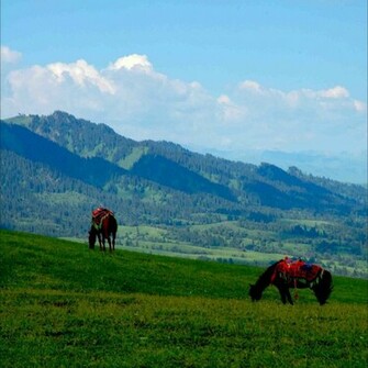 Grassland Id01 iPad Wallpaper