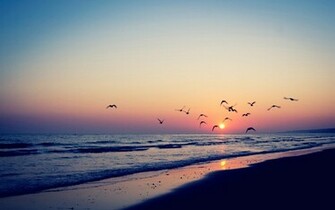 Bird Silhouettes In The Beach Sunset Wallpaper