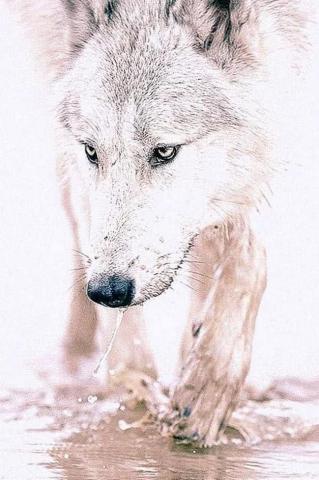 Animated Wolf Wallpaper For iPhone Pro