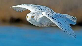 White Owl Flying Wallpaper
