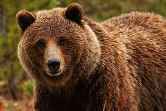 Grizzly Bear Wallpaper