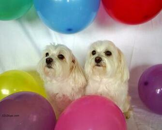 Maltese Puppies Computer Pictures Xhtml Wallpaper For Desktop