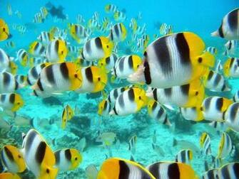 Coral Reef Life Fish Wallpaper High Definition For