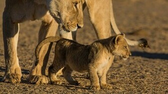 Wallpaper Cub Lion HD
