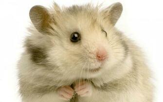 Hamster High Quality And Resolution Wallpaper On