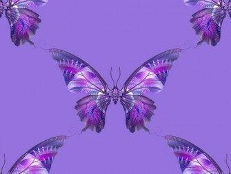 Purple Butterfly Wallpaper