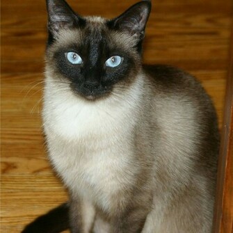 Cute Siamese Cat Wallpaper