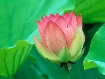 All Photos Gallery Flower Wallpaper Flowers