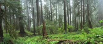 Washington National Park Rainforest Wall Mural Eazywallz