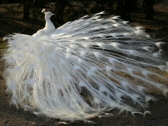 Amazing White Peacock Wallpaper HD