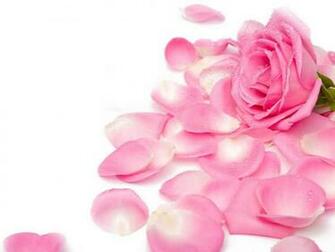 Pink Rose Wallpaper