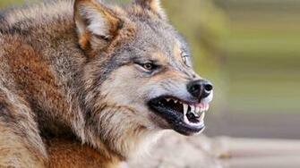 Wolf HD Wallpaper Live Screenshot