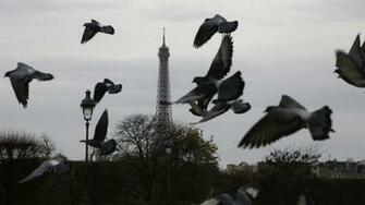 Dead Pigeon Causes Terror Scare At Paris Station The Times Of Israel