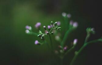 Wallpaper Color Flower Plant Plants Flowers