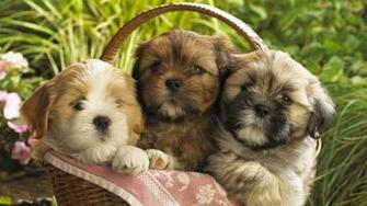 Shih Tzu Puppy Photos Wallpaper