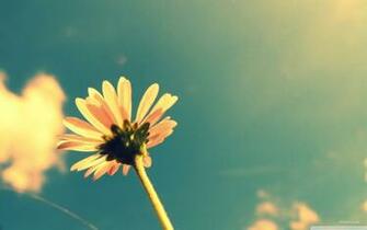 Summer Background HD Wallpaper