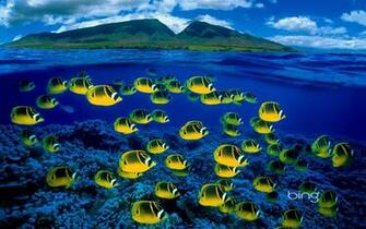 Bing Wallpaper HD Net