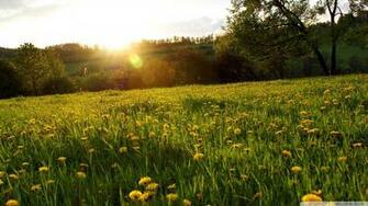 Spring Meadow Wallpaper Wallpoper