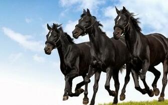 Black White Horse HD Wallpaper Deep For You