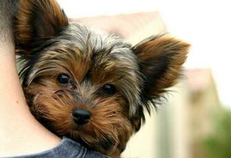 Yorkies Wallpaper Weddingdressin