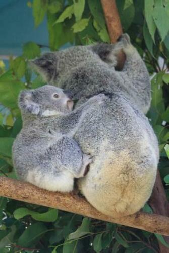 Baby Koala Wallpaper Mummy And
