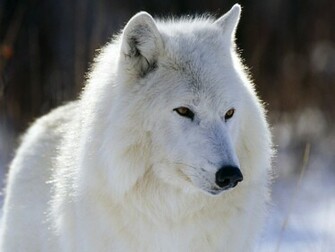 Wolf Wallpaper Desktop Background