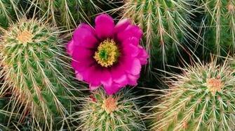 Cactus Flower Wallpaper Computer Beautiful Desktop