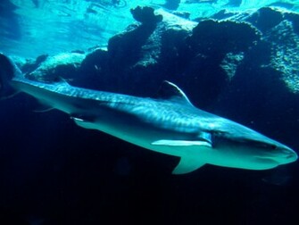Tiger Shark Wallpaper