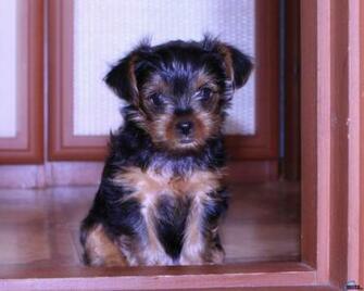 Wallpaper Yorkshire Terrier X Desktop